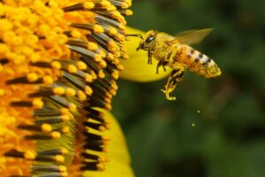 a-bee-covered-in-pollen-on-a-flower