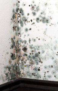 green-spots-of-mold